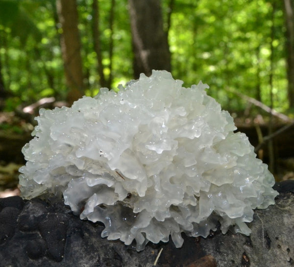 Tremella Mushrooms: The Top 8 Health and Beauty Benefits You Need to Know